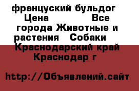 француский бульдог › Цена ­ 40 000 - Все города Животные и растения » Собаки   . Краснодарский край,Краснодар г.